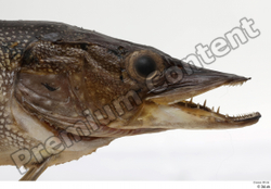 Head Fish Animal photo references